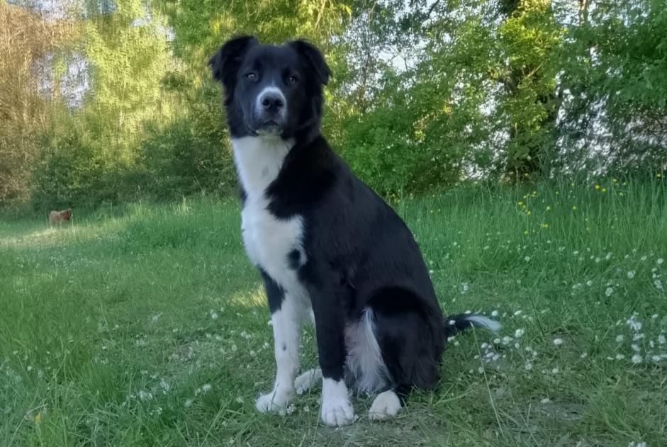 Vermisstmeldung Hund rassenmischung Männliche , 0 jahre Antonne-et-Trigonant Frankreich
