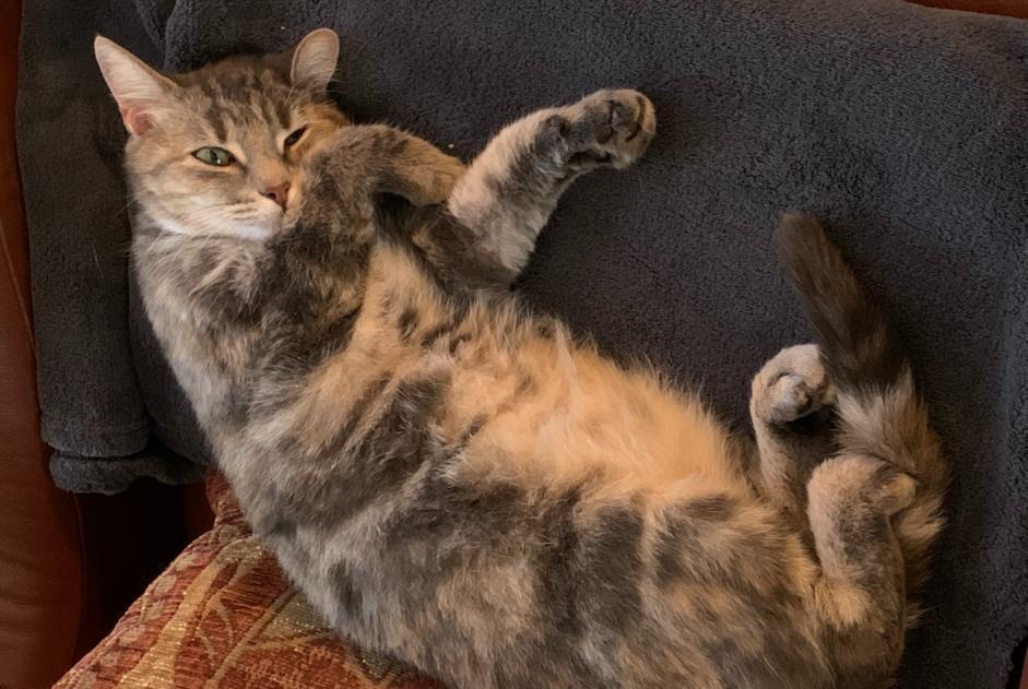 Vermisstmeldung Katze Weiblich , 10 jahre Saint-Genis d’Hiersac Frankreich Vermisstmeldung Katze Weiblich , 10 jahre Saint-Genis d’Hiersac Frankreich