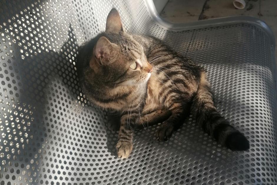 Discovery alert Cat Unknown Nice France Discovery alert Cat Unknown Nice France