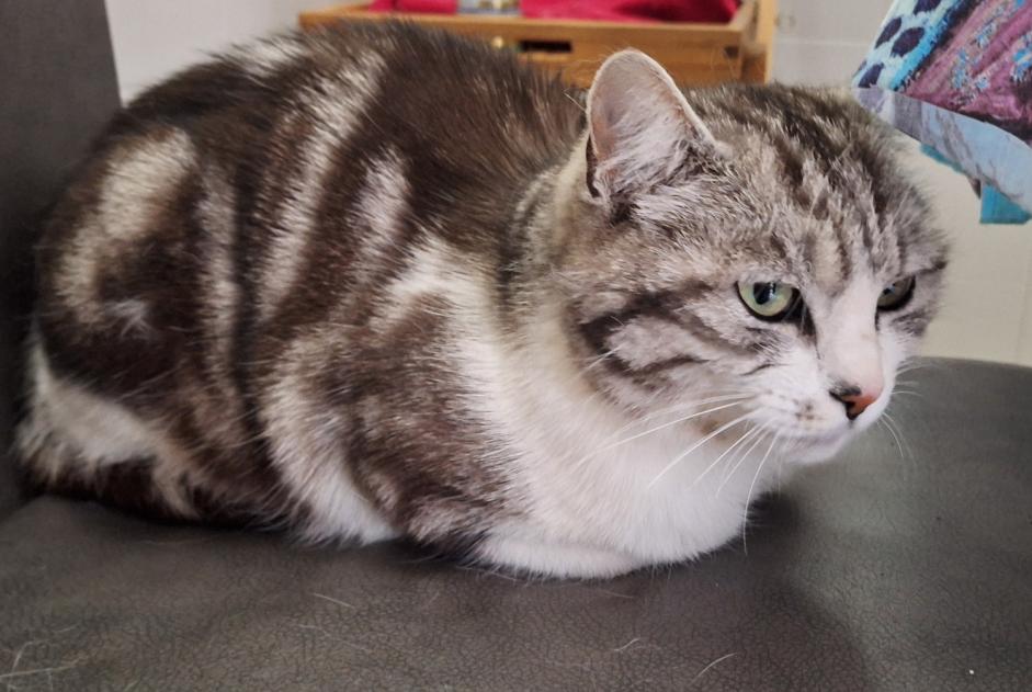 Disappearance alert Cat miscegenation Female , 6 years Caudan France
