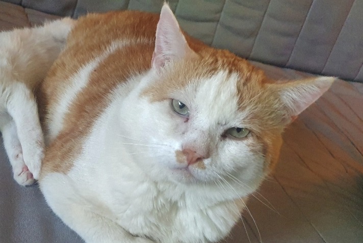 Disappearance alert Cat Male , 10 years Guignen France Disappearance alert Cat Male , 10 years Guignen France