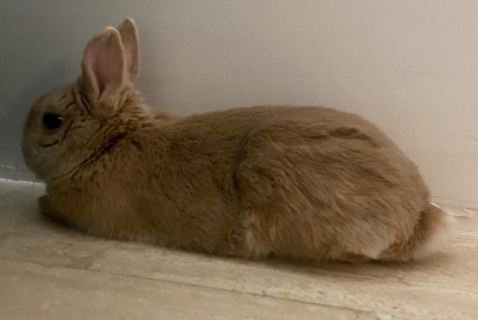 Alerta de Hallazgo Conejo Desconocido Mantes-la-Ville Francia