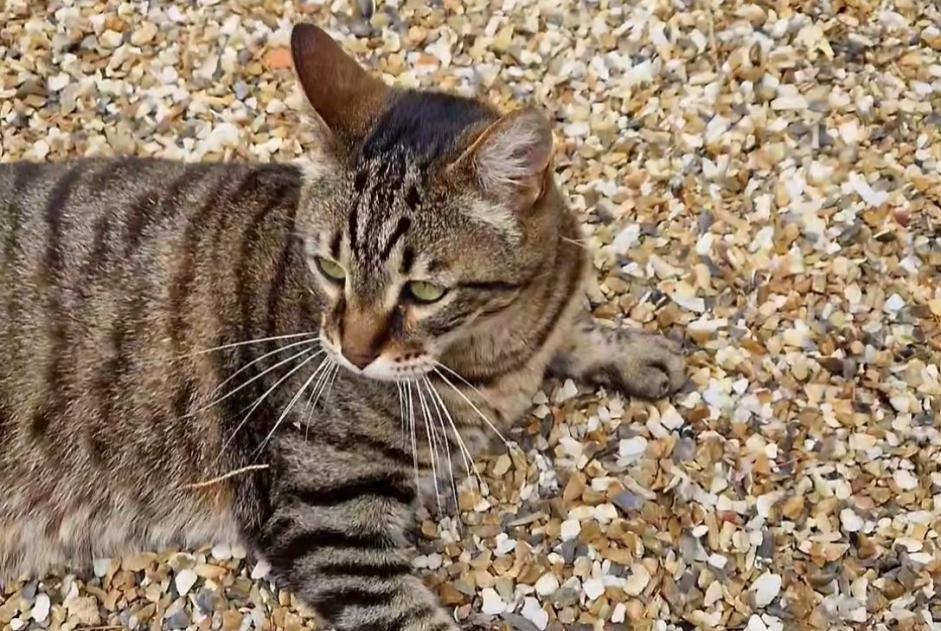Alerta de Desaparición Gato cruce Macho , 11 años Saint-Martial-d'Artenset Francia