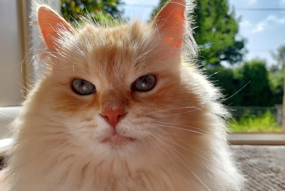 Alerta de Desaparición Gato Macho , 8 años Motreff Francia Alerta de Desaparición Gato Macho , 8 años Motreff Francia