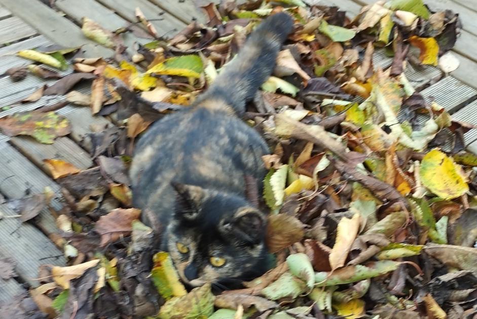 Alerta de Desaparición Gato Hembra , 3 años Saint-Astier Francia Alerta de Desaparición Gato Hembra , 3 años Saint-Astier Francia