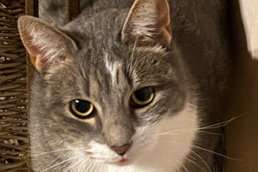 Alerta de Desaparición Gato Hembra , 5 años Lorient Francia Alerta de Desaparición Gato Hembra , 5 años Lorient Francia