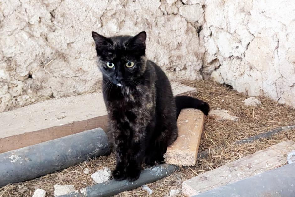 Alerta de Hallazgo Gato Hembra Saint-Méard-de-Gurçon Francia Alerta de Hallazgo Gato Hembra Saint-Méard-de-Gurçon Francia