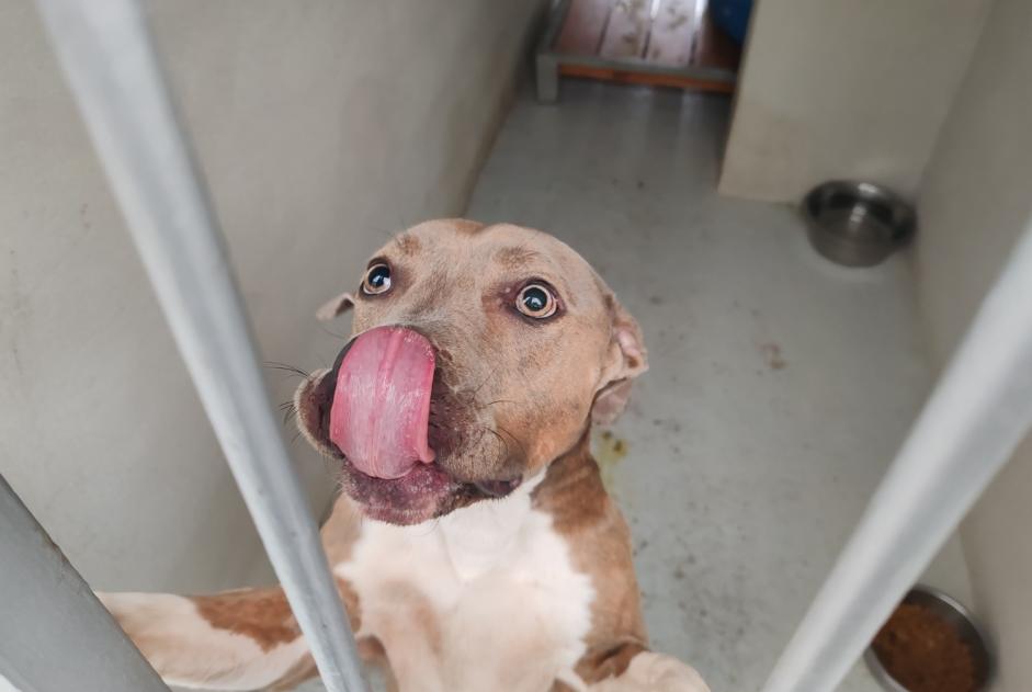 Alerta de Hallazgo Perro cruce Hembra , 2 años Houilles Francia