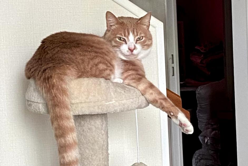 Alerte Disparition Chat croisement Mâle , 3 ans Carentoir France