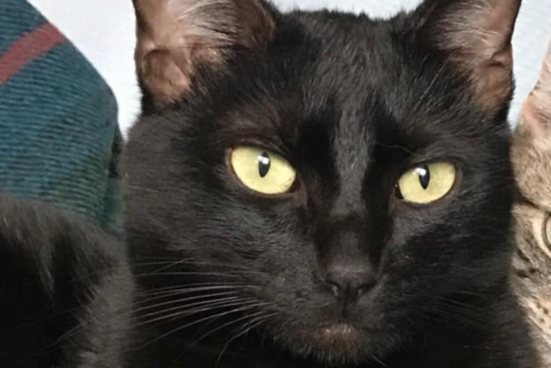 Alerte Disparition Chat Mâle , 2 ans Sartrouville France