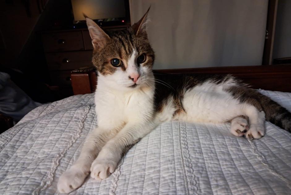 Alerte Disparition Chat croisement Femelle , 17 ans Brou France