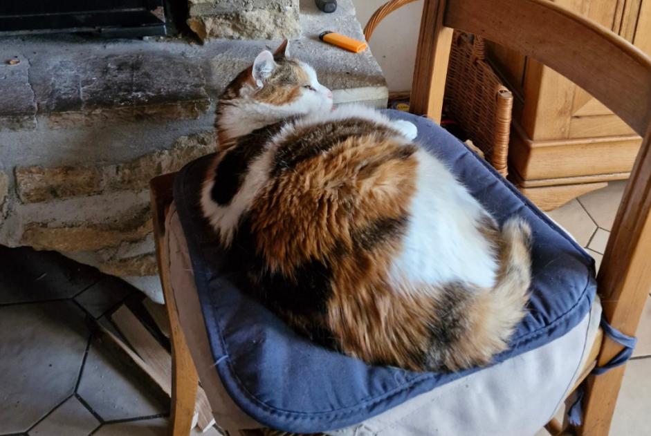 Alerte Disparition Chat Femelle , 13 ans Villers-Semeuse France Alerte Disparition Chat Femelle , 13 ans Villers-Semeuse France