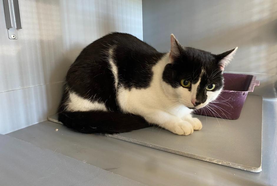 Alerte Découverte Chat  Femelle , 2 ans Achères France