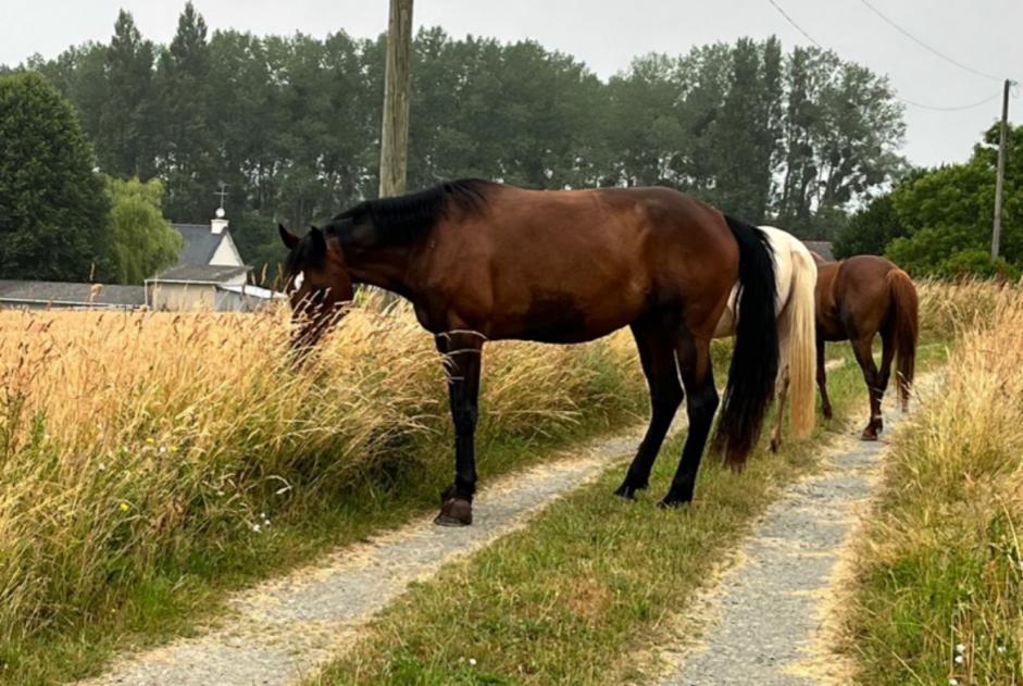 Alerte Découverte Cheval Femelle Trégueux France