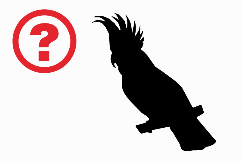 Alerte Découverte Oiseau Inconnu Tiercé France