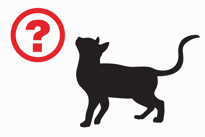 Alerte Disparition Chat  Femelle , 1 ans Kersaint-Plabennec France