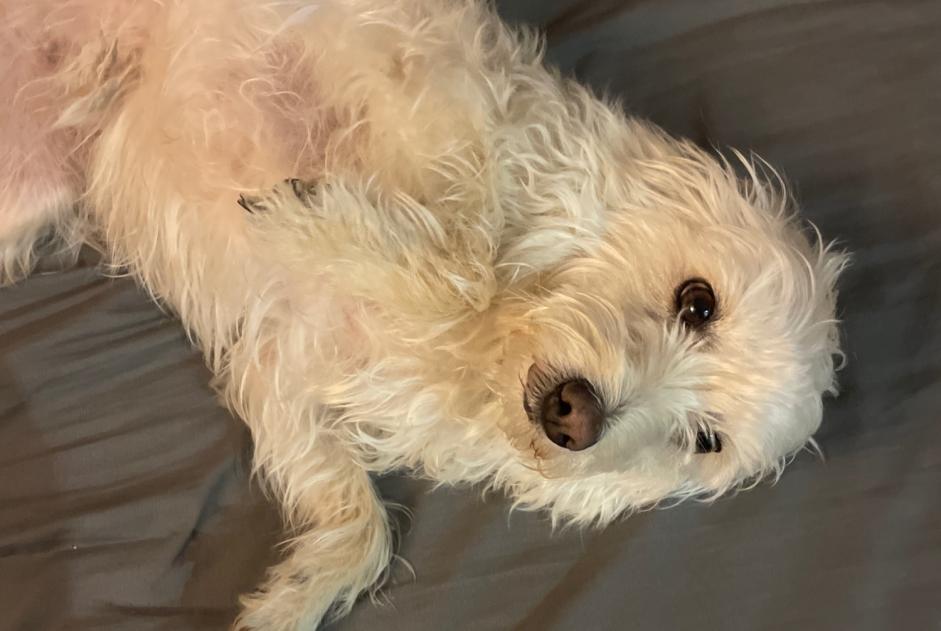 Avviso Ritrovamento Cane incrocio di razze Femmina Antibes Francia