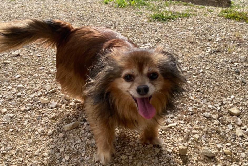 Avviso Ritrovamento Cane Non conosciuta Vriange Francia Avviso Ritrovamento Cane Non conosciuta Vriange Francia