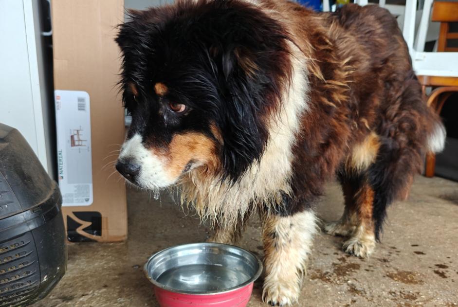Ontdekkingsalarm Hond rassenvermenging Vrouwtje Landudec Frankrijk