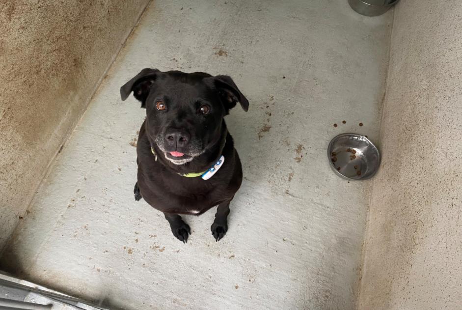 Ontdekkingsalarm Hond Vrouwtje , 9 jaar Saint-Germain-en-Laye Frankrijk Ontdekkingsalarm Hond Vrouwtje , 9 jaar Saint-Germain-en-Laye Frankrijk