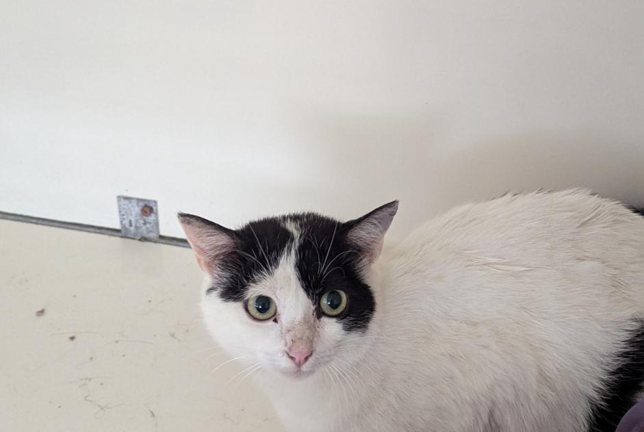 Alerta descoberta Gato Fêmea Vitré France Alerta descoberta Gato Fêmea Vitré France